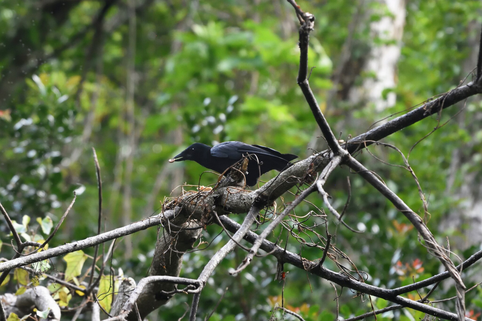 image New Caledonian Crow